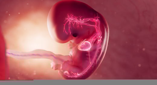 GettyImages-1683002278-drawing-8-week-fetus-heart-1